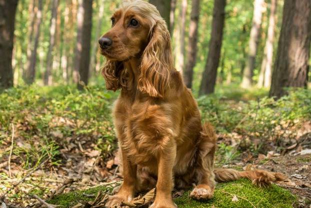 Un Cocker Jack assis dans une forêt