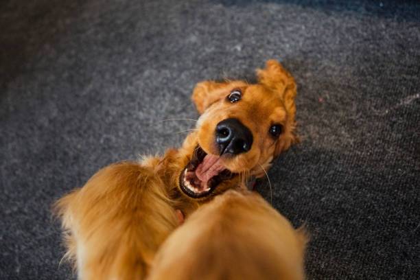 Un Cocker Jack au pelage fauve allongé sur un tapis et semblant jouer.