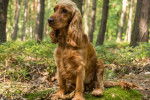Un Cocker Jack assis dans une forêt