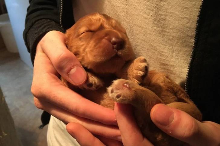 Un chiot Cocker Jack allongé dans les mains d'une personne et semblant dormir  