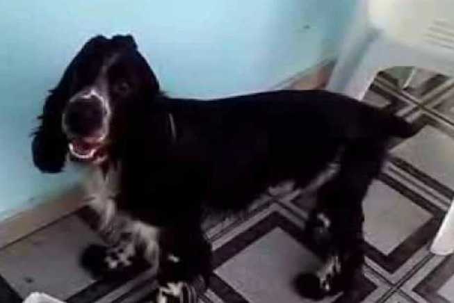 Un Cocker Jack au pelage bicolore, debout sur ses quatre pattes dans un pièce et regardant la caméra