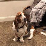 Un Bagle Hound au pelage tricolore, ayant les oreilles tombantes et assis sur tapis dans une pièce.