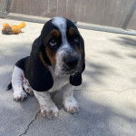 Un Bagle Hound au pelage tricolore assis et ayant les yeux tournés vers le haut 