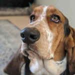 Photo montrant la face d'un Bagle Hound ayant ses yeux tournés vers le haut