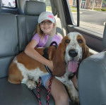 Un Bagle Hound allongé sur les cuisses d'une fille, portant un harnais et qui est tenu en laisse