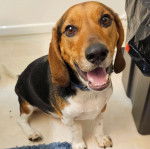 Un Bagle Hound au pelage tricolore assis et ayant la gueule légèrement ouverte