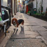 Un Bagle Hound debout sur ses quatre pattes dans une ruelle et portant un harnais