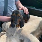 Un Bagle Hound allongé sur les cuisses d'un homme dans une voiture et regardant la caméra