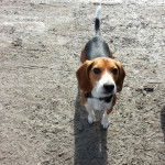 Un Bagle Hound aux oreilles tombantes portant un collier au cou et regardant la caméra
