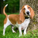 Un Bagle Hound  debout sur ses quatre pattes à côté d'un arbre et portant un collier autour du cou