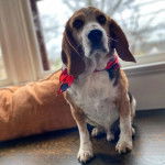 Un Bagle Hound au pelage bicolore assis sur une table et portant un foulard autour du cou