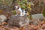 Un Bagle Hound au pelage tricolore assis sur un gros morceau de bois et portant un collier au cou