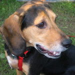 Un Bagle Hound ayant la gueule légèrement ouverte et portant un harnais de couleur rouge