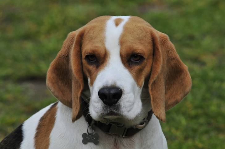 Un gros plan d'un Bagle Hound au pelage panaché fauve, noir et blanc