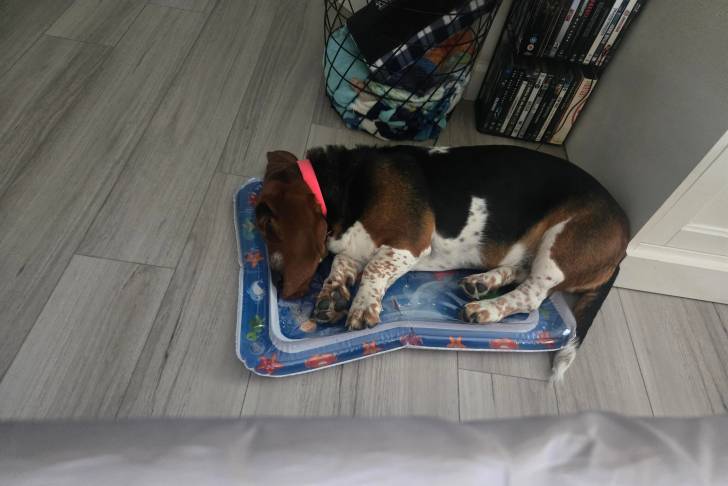 Un Bagle Hound allongé dans une couchette pour chien et semblant dormir 