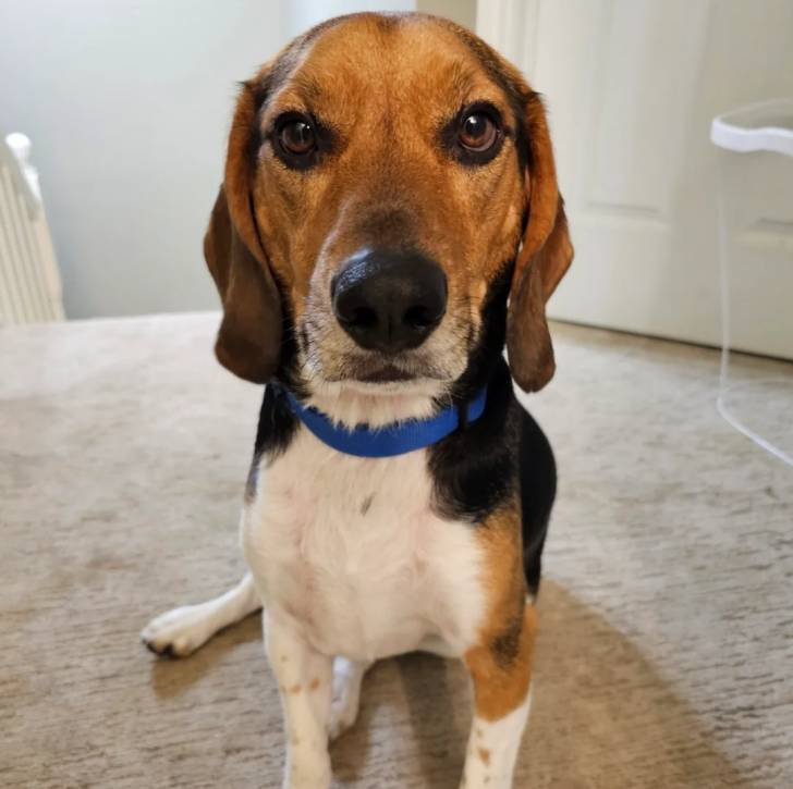 Un Bagle Hound au pelage tricolore, aux oreilles tombantes, portant un collier au cou