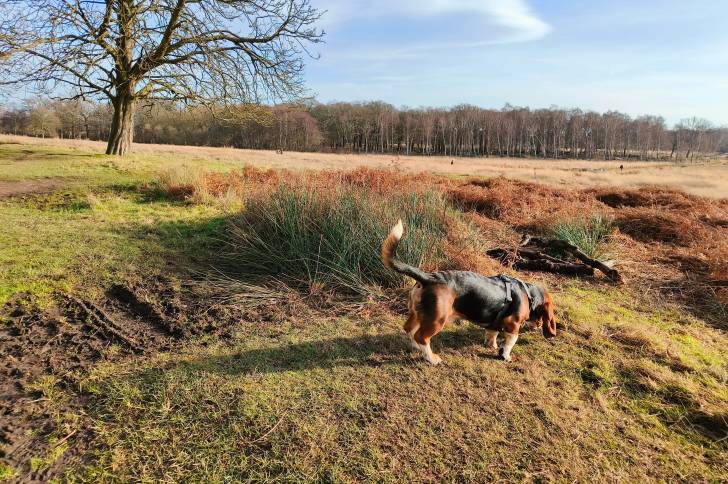 Un Bagle Hound debout sur une surface herbacée, et reniflant le sol