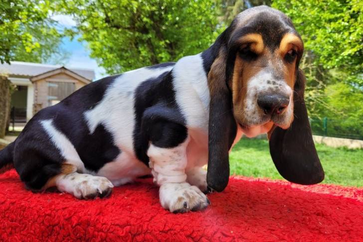 Un Bagle Hound au pelage tricolore, assis sur un tapis rouge et regardant la caméra