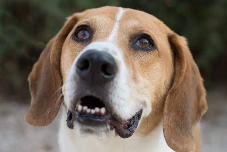 Un Bagle Hound au pelage bicolore ayant la gueule légèrement ouverte