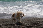 Un Bagle Hound au pelage bicolore fauve et blanc, marchant sur une plage