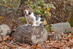Un Bagle Hound au pelage tricolore assis sur un gros morceau de bois et portant un collier au cou