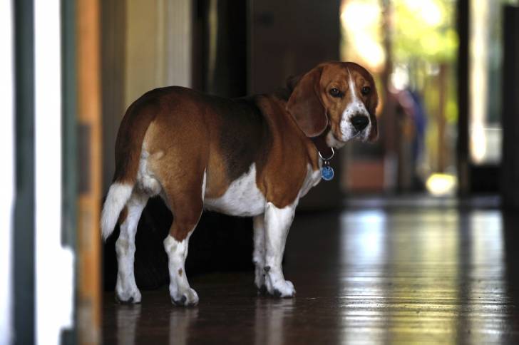 Un Bagle Hound au pelage panaché fauve, noir et blanc, se tenant debout sur un parquet