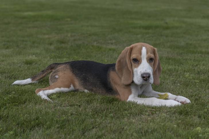 Un Bagle Hound au pelage panaché fauve, noir et blanc, allongé sur de l'herbe