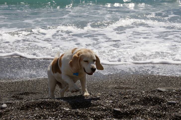 Un Bagle Hound au pelage bicolore fauve et blanc, marchant sur une plage