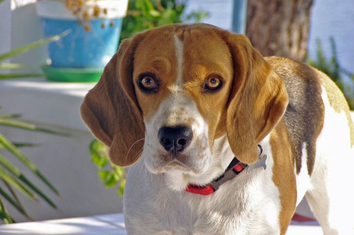 Un Bagle Hound au pelage panaché fauve, noir et blanc, portant un collier rouge