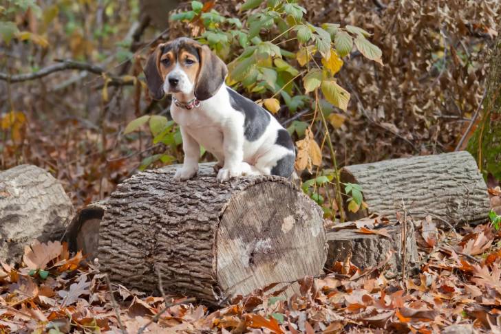 Un Bagle Hound au pelage tricolore assis sur un gros morceau de bois et portant un collier au cou