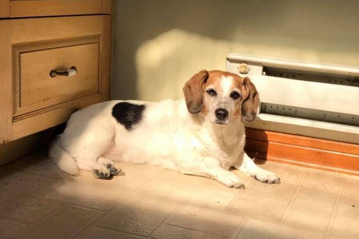 Un Bagle Hound allongé dans une pièce et regardant vers la caméra
