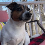 Un Jack-Rat Terrier allongé dans un canapé