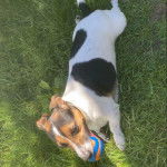 Un Jack-Rat Terrier sur une surface herbacée tenant une balle dans sa gueule