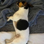 Un Jack-Rat Terrier au pelage tricolore allongé sur un lit et semblant dormir