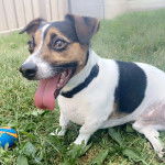 Un Jack-Rat Terrier assis sur une surface herbacée, portant un collier au cou et tirant la langue