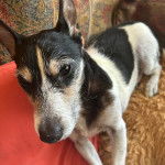 Un Jack-Rat Terrier au pelage tricolore assis sur un canapé