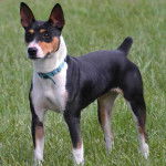 Un Jack-Rat Terrier debout sur ses quatre pattes et portant un collier autour du cou