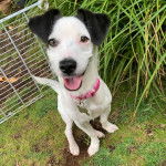 Un Jack-Rat Terrier assis sur un espace gazonnée, tirant la langue et portant un collier au cou