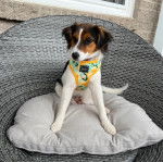 Un Jack-Rat Terrier au pelage bicolore assis sur un coussin et portant un harnais