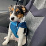 Un Jack-Rat Terrier au pelage tricolore assis sur le siège d'une voiture et portant un harnais