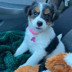 Un Jack-Rat Terrier  assis sur le siège d'une voiture et portant un collier autour du cou