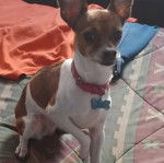 Un Jack-Rat Terrier assis sur un lit et portant un collier autour du cou