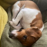 Un Jack-Rat Terrier au pelage bicolore marron blanc allongé sur un couverture