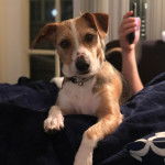 Un Jack-Rat Terrier au pelage bicolore regardant la caméra et portant un collier autour du cou