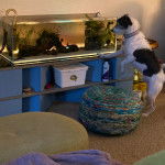 Un Jack-Rat Terrier debout sur ses pattes arrières dans une pièce et portant un collier au cou