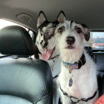Un Jack-Rat Terrier assis sur le siège d'un véhicule portant un collier au cou et un harnais 