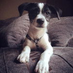 Un gros plan d'un Jack-Rat Terrier au pelage bicolore blanc noir allongé sur un matelas et portant un harnais 