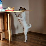 Un Jack-Rat Terrier debout sur ses pattes arrières et semblant vouloir regarder ce qui se trouve sur la table