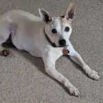 Un Jack-Rat Terrier allongé sur un tapis, ayant les oreilles dressées et portant un collier au cou