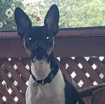 Un Jack-Rat Terrier au pelage bicolore regardant la caméra et portant un collier autour du cou